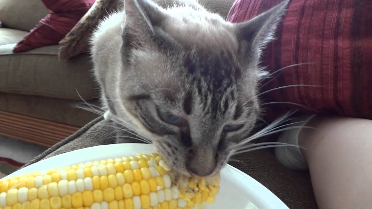 Cat eats corn on the cob