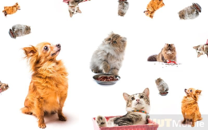 Cat food bad for dogs: What happens if a dog often eats ...