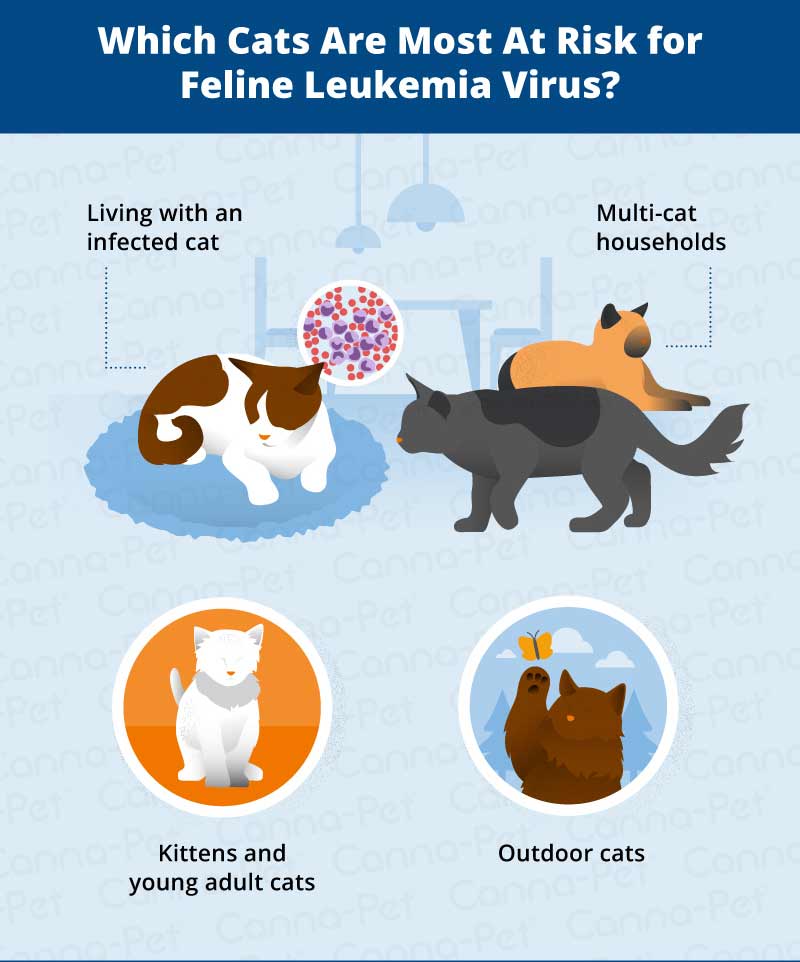 Cat Leukemia: Causes, Signs, & Treatment