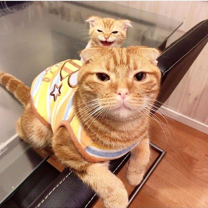 Why Are Orange Cats So Dumb - CatsWorldClub.com
