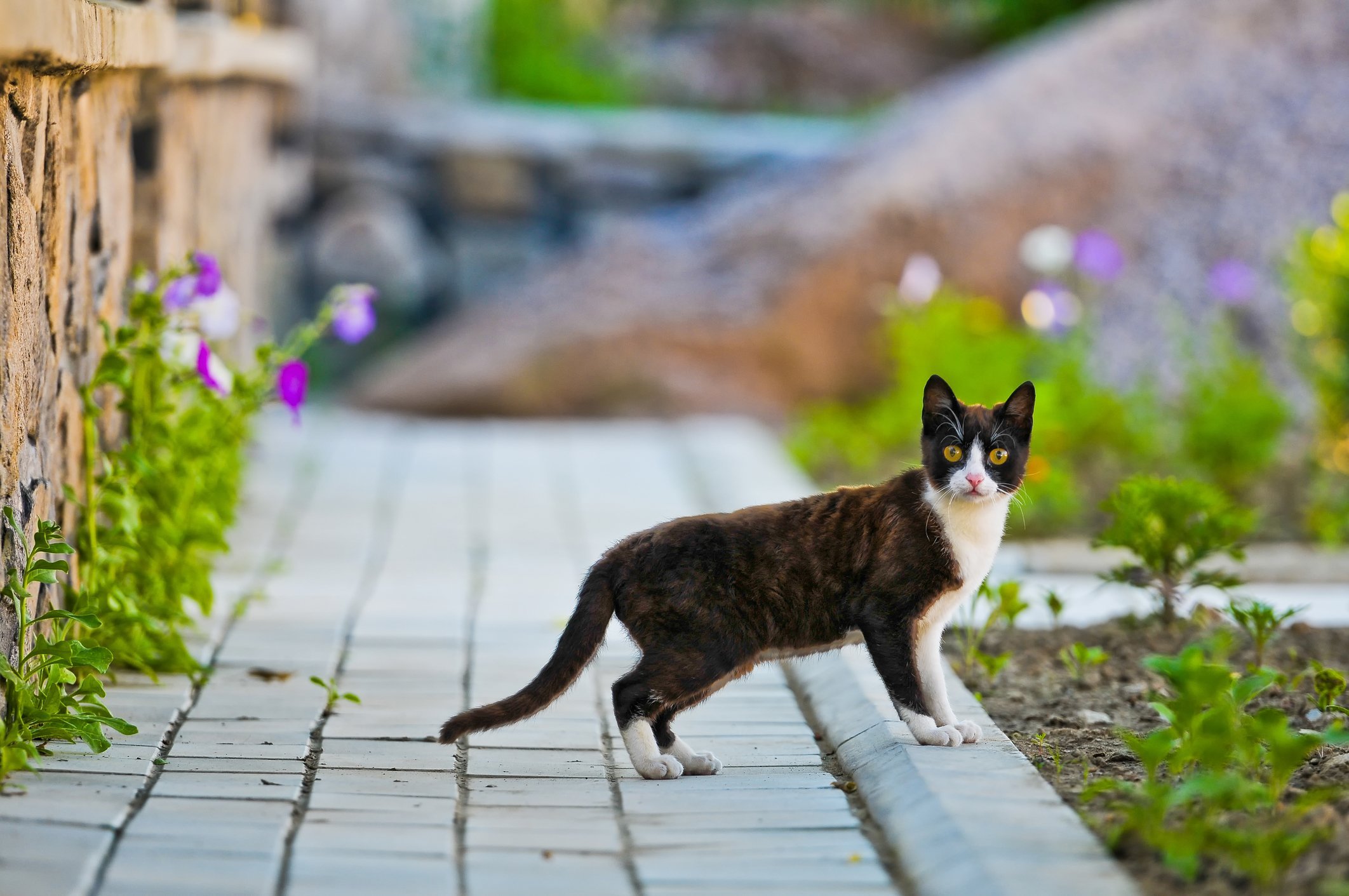 Dear Doctor: Toxic Plants and Outdoor Cats