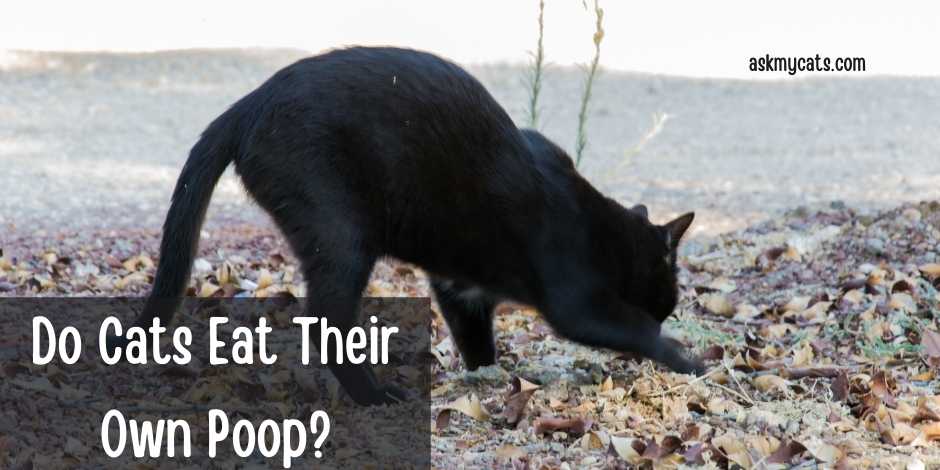 Do Cats Eat Their Own Poop? Is It Normal?