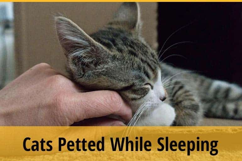 Do Cats Like to Be Petted While Sleeping?
