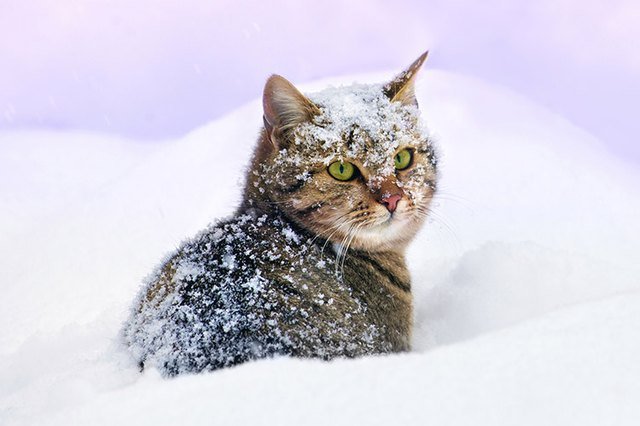 Do Cats Need More Food When It Gets Cold?