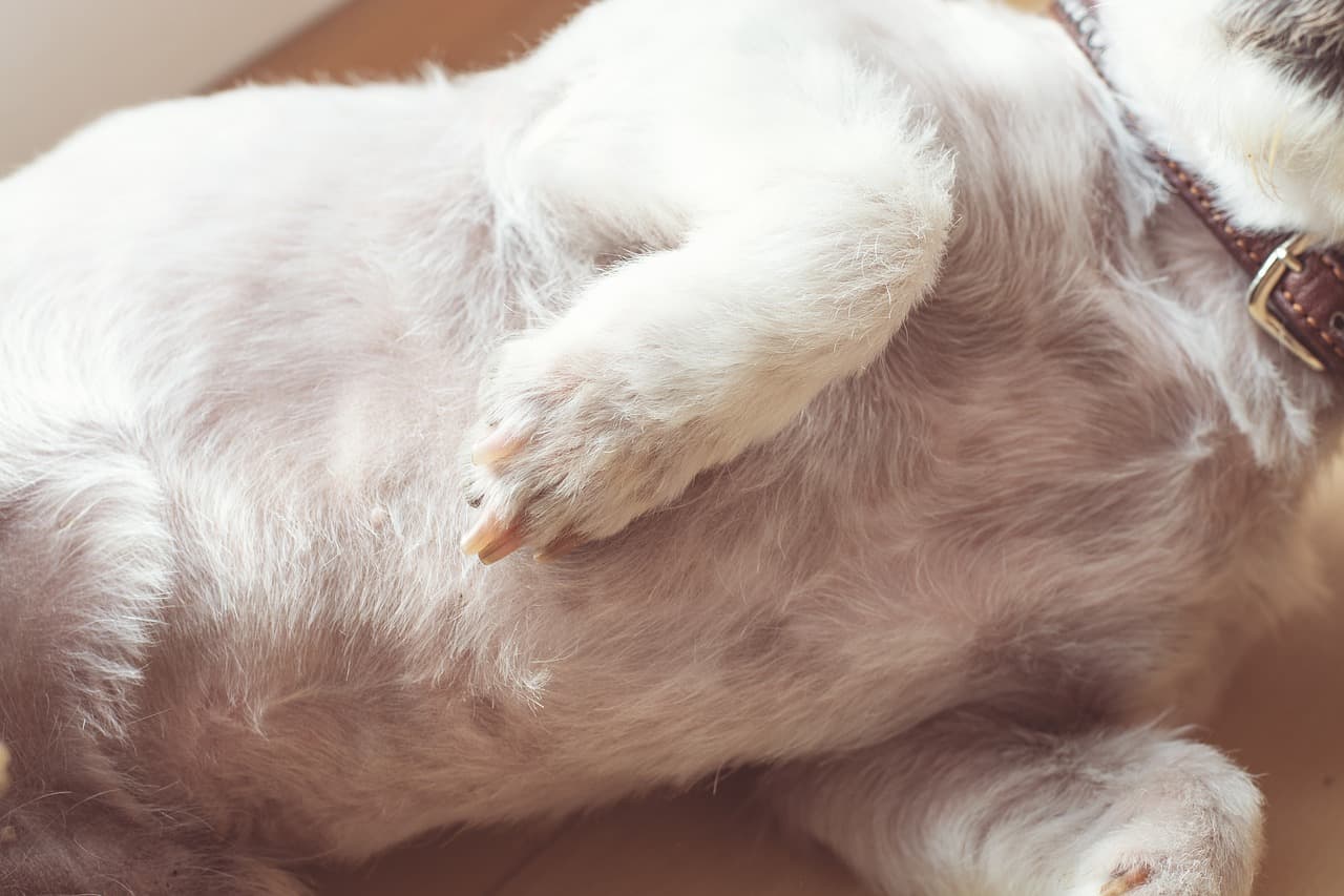 Do Dogs Have Belly Buttons?