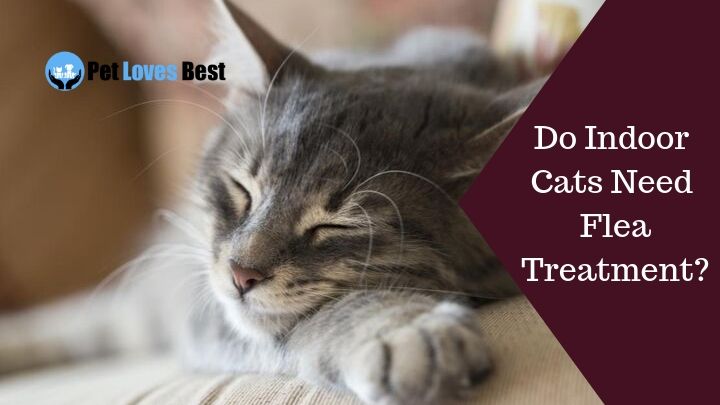 Do Indoor Cats Need Flea Treatment?