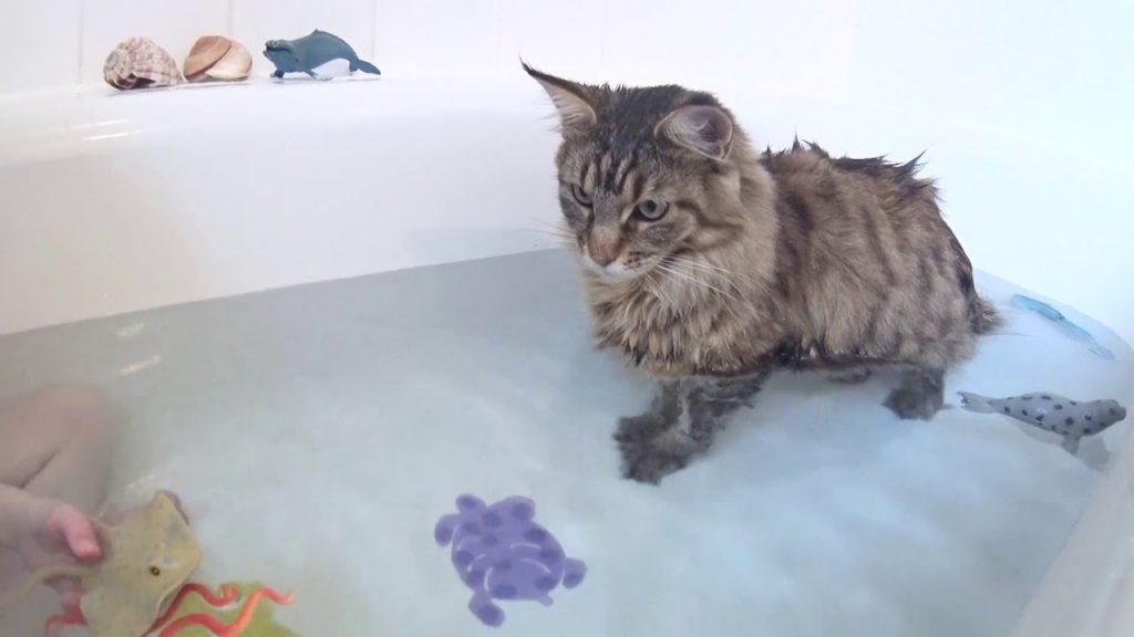 Do Maine Coons Like Water and Swim (The Catty Paddle ...
