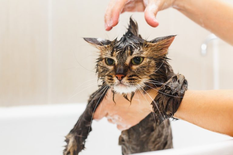 Do You Need to Bathe Your Cat? Hereâs How to Do It Right ...