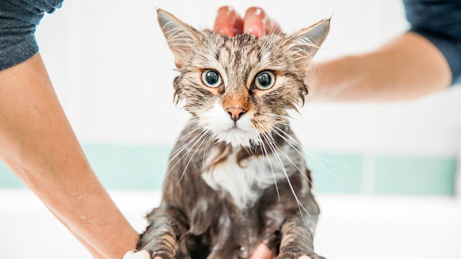 Do You Need to Give Your Cats a Bath? in 2021