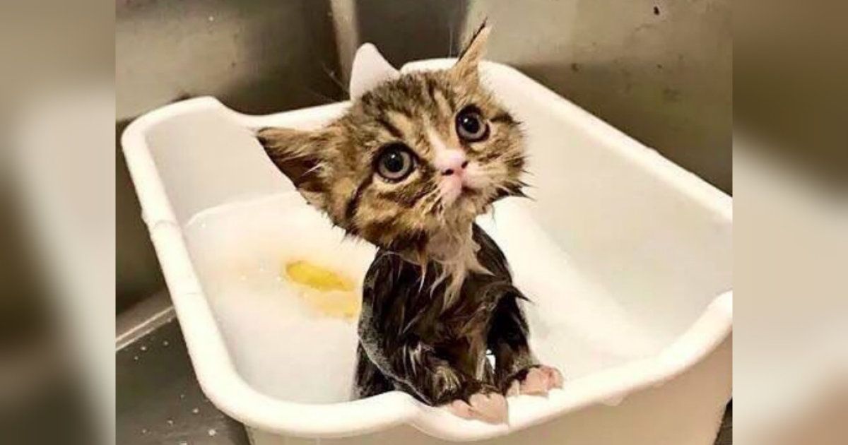 Do You Really Need To Give Your Cat A Bath?