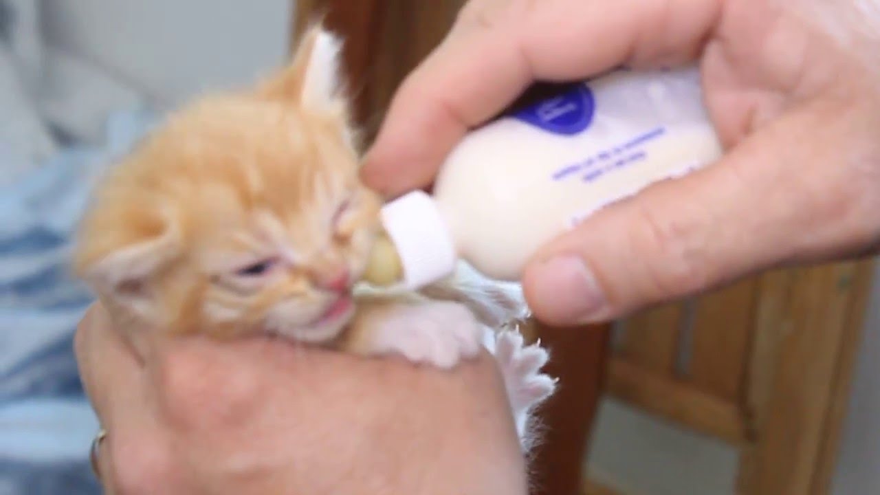 Feeding Milk To Little baby Kittens/ How To Feed Milk to ...