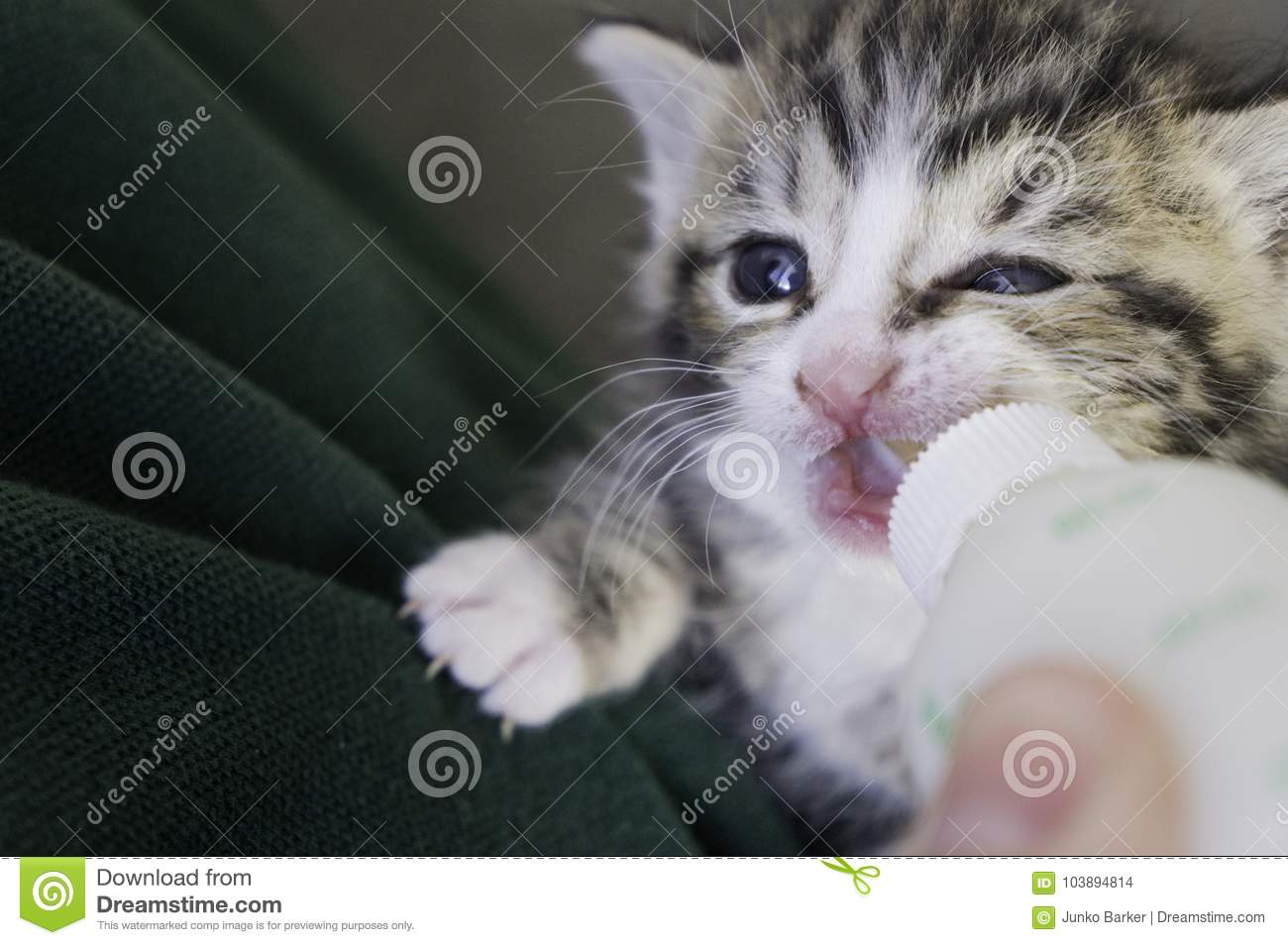 Four Weeks Old Kitten Drinking Out Of The Bottle Stock ...