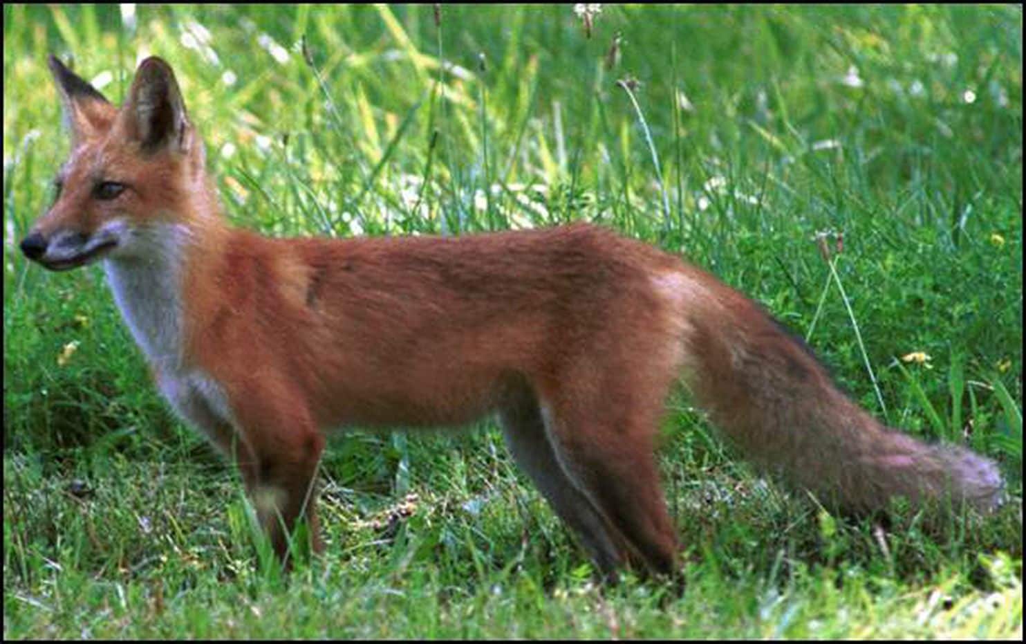 Fox attacks 2 men, a cat and a dog in Fairfax County