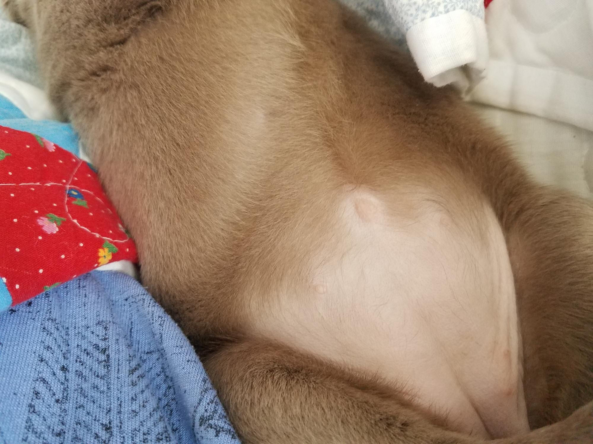 Have you ever seen a puppy belly button?https://ift.tt ...