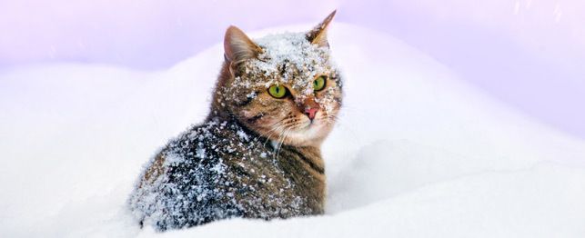 How Cold is Too Cold for Cats? Tips to Keep Your Feline ...