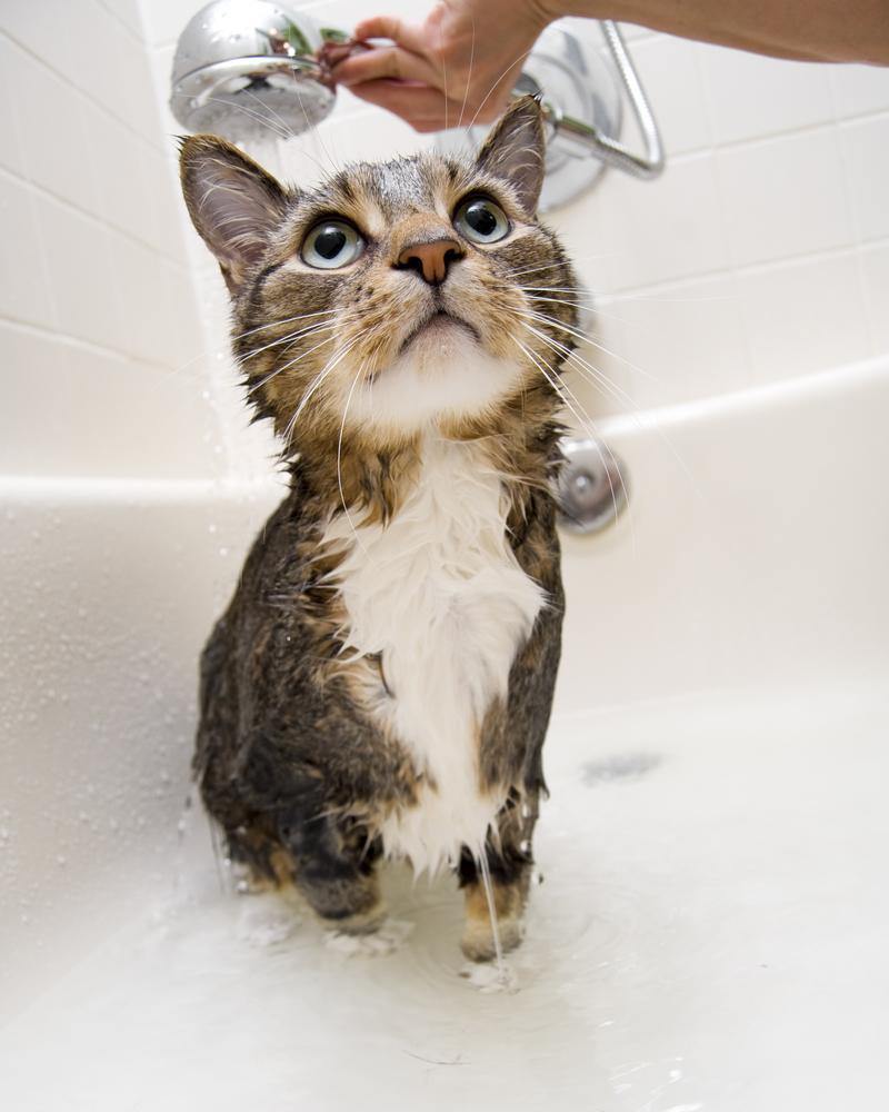 How do you bathe a cat? What do you need and how should ...