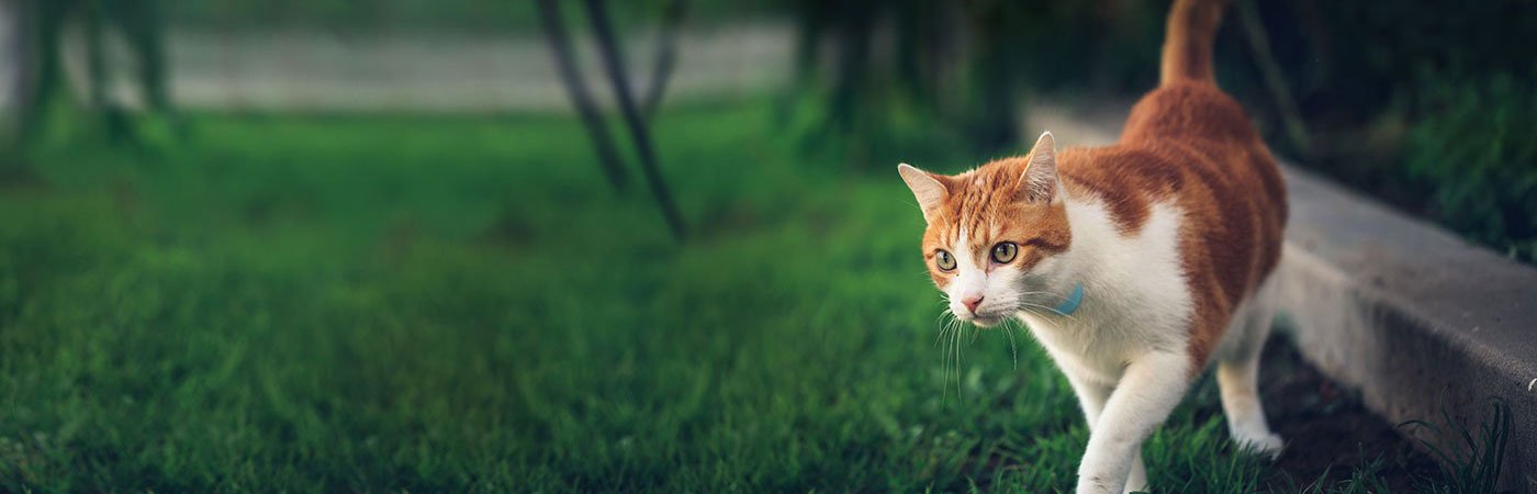 How Far Do Cats Roam? Maybe Not as Far as We Think!