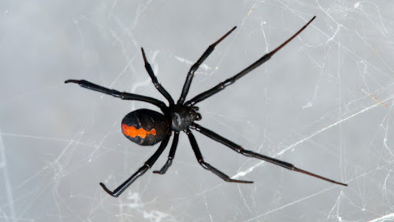 How Fast Can A Black Widow Kill A Human / What You Need To ...