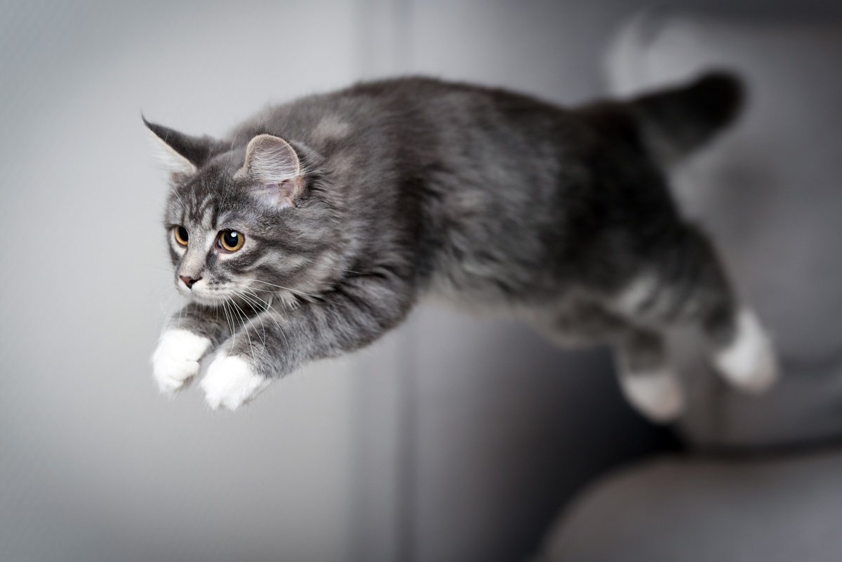 How High Can A Cat Jump?