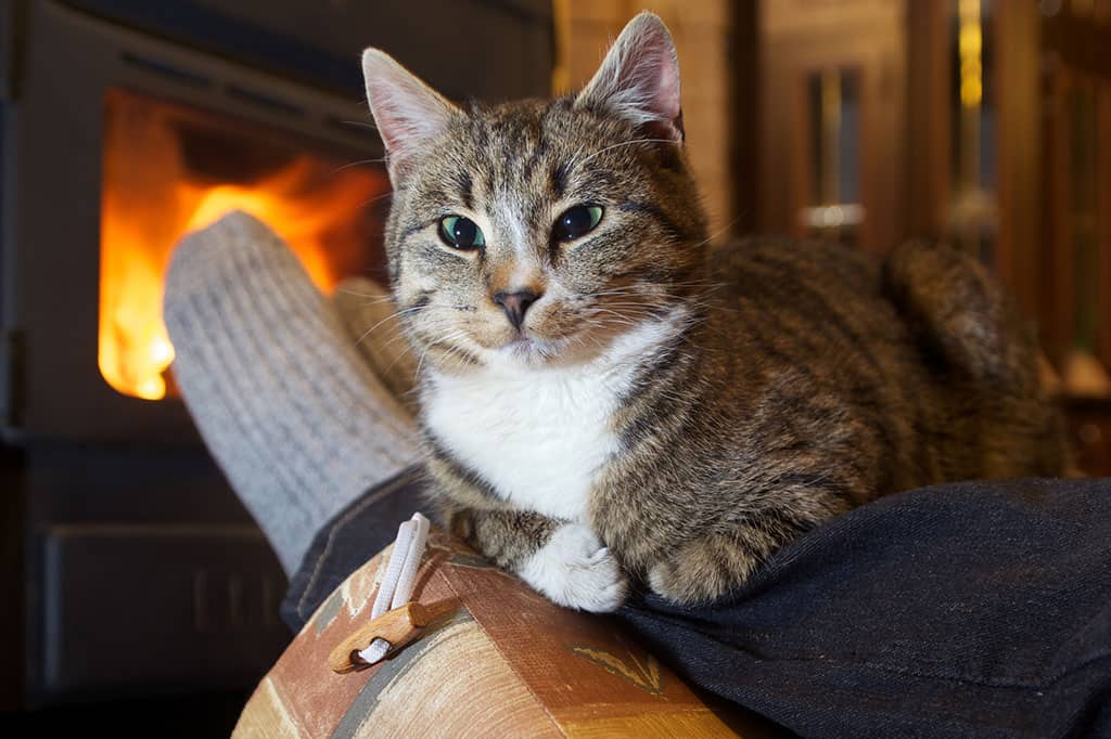 How Hot Is Too Hot For Cats? A Guide for Indoor and ...