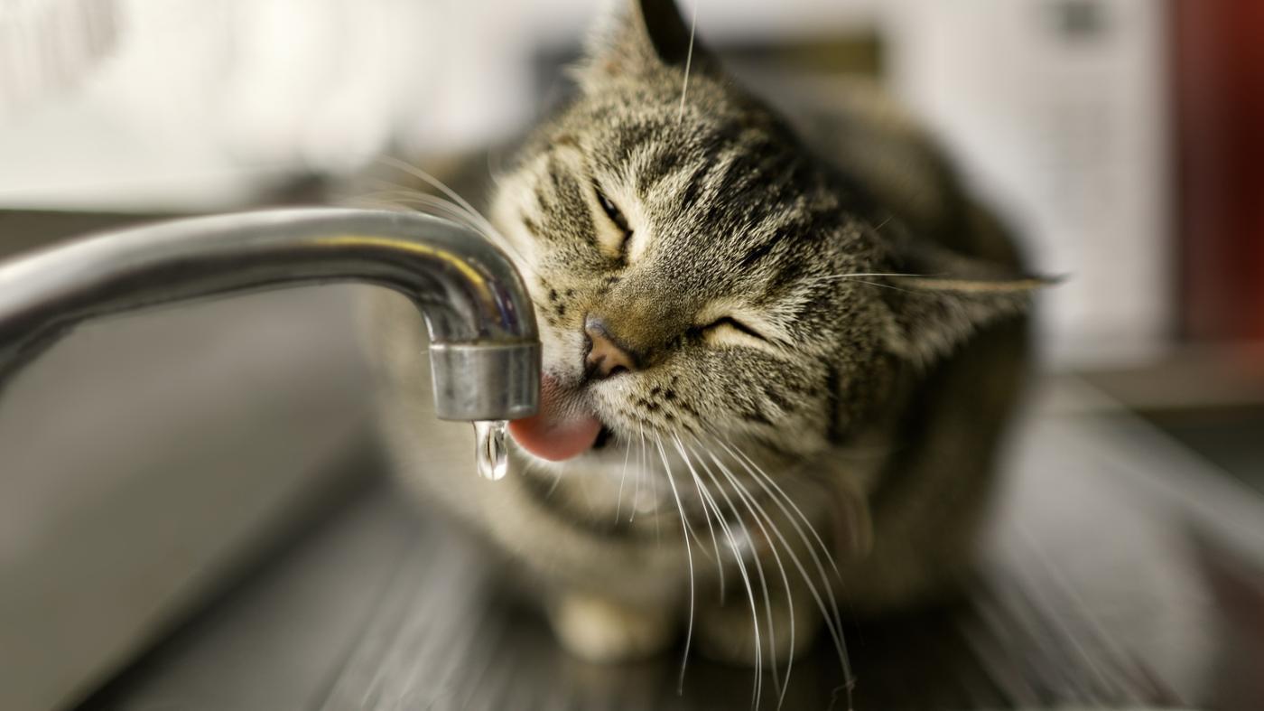 How Long Can a Cat Go Without Water?
