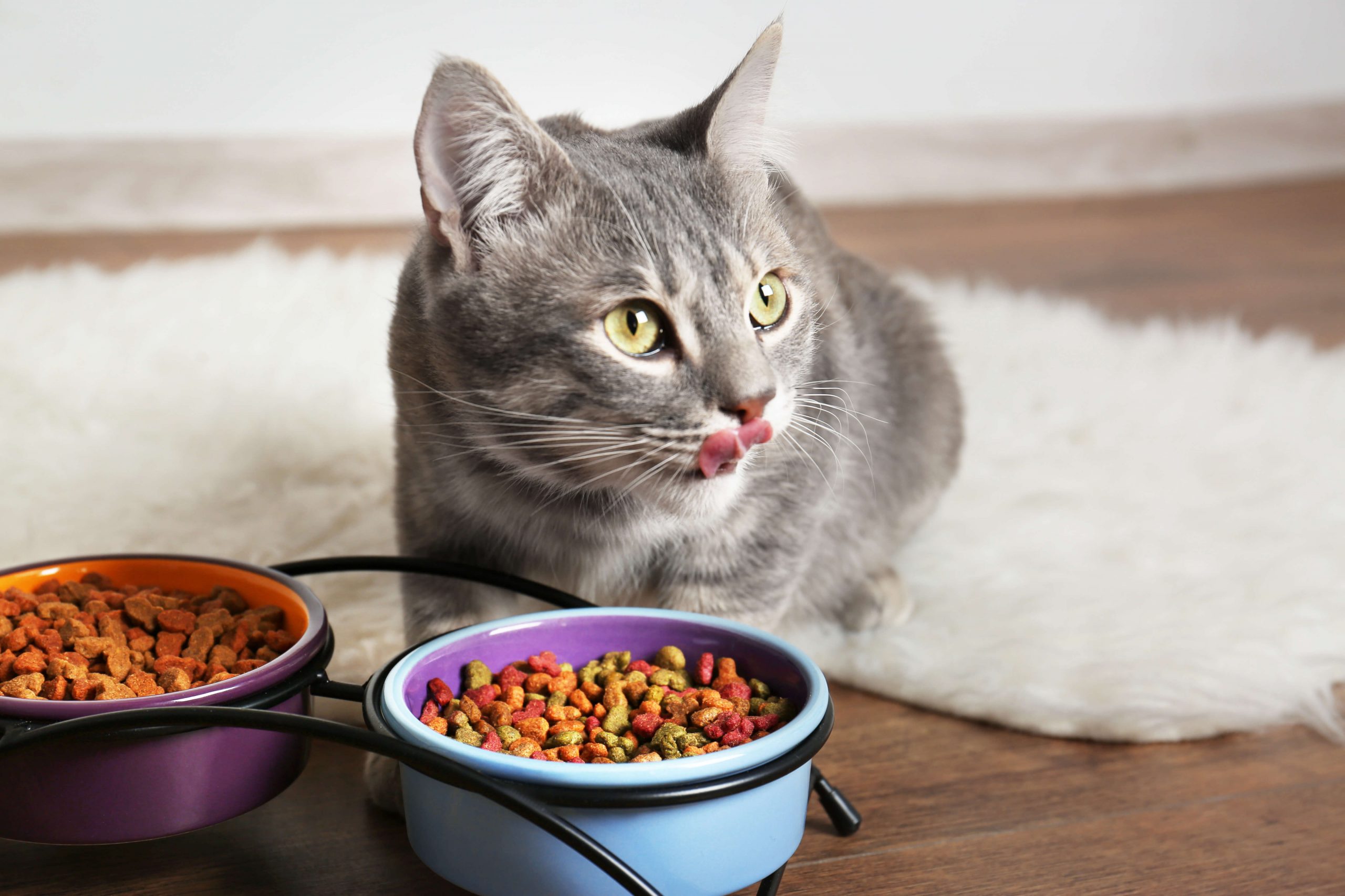 How Long Can Cats Go Without Eating?