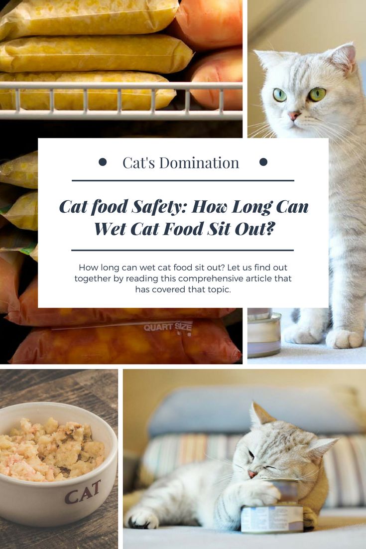 How long can wet cat food sit out? Let us find out ...