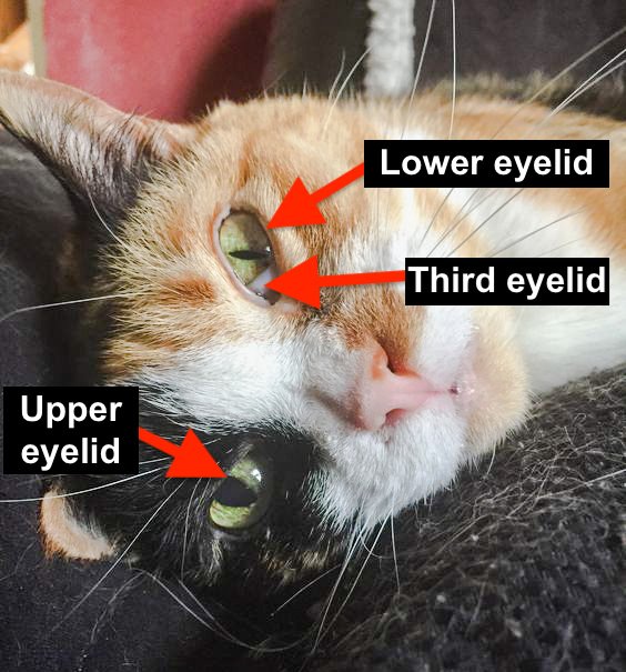 How many eyelids do cats have?  PoC