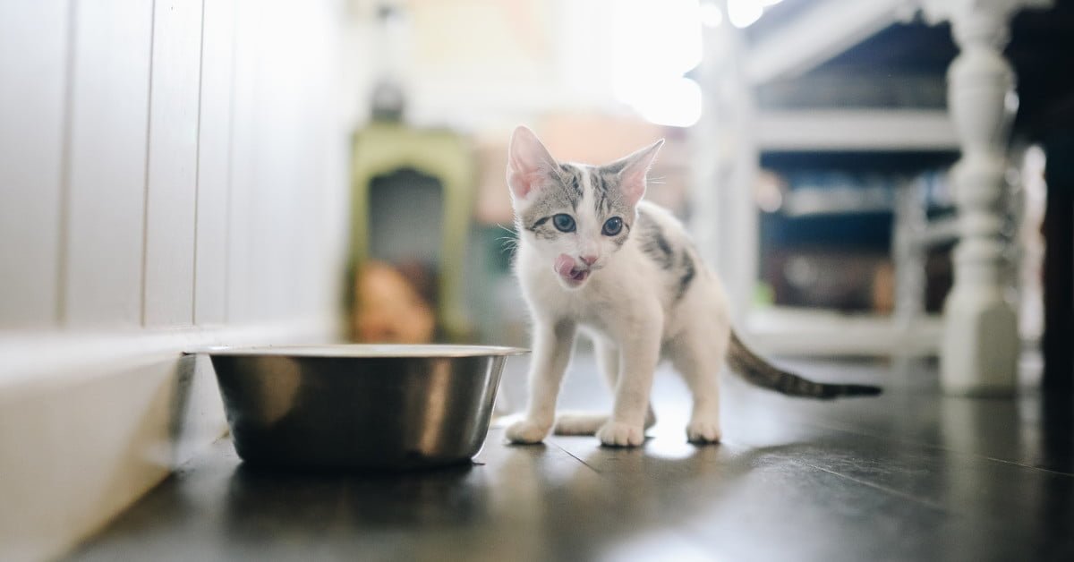 How many times a day should kittens eat?