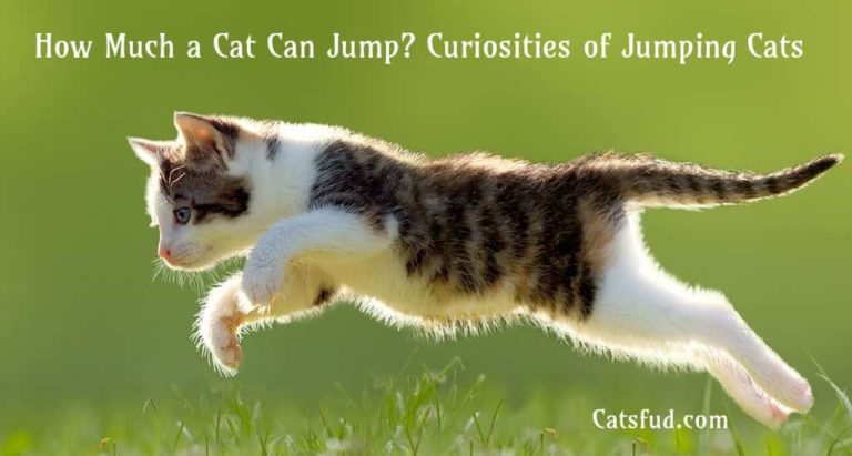 How Much a Cat Can Jump? Curiosities of Jumping Cat