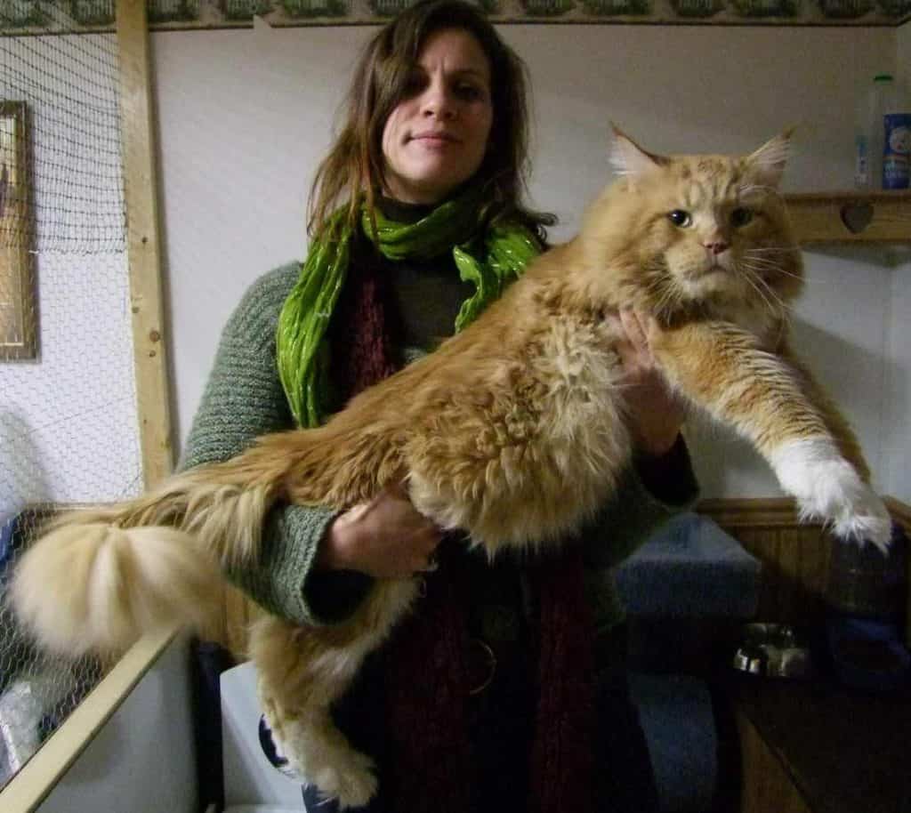 How Much Does A Maine Coon Weigh?  The Pets KB