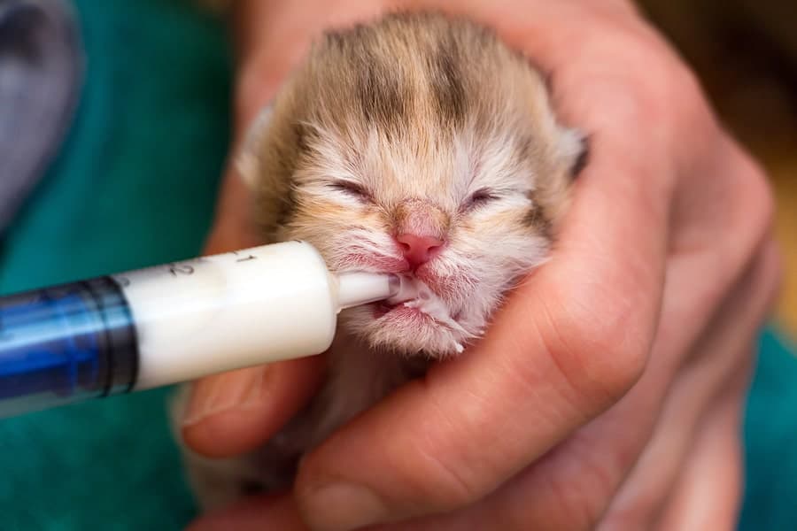 How Much Milk Does a Newborn Kitten Need?