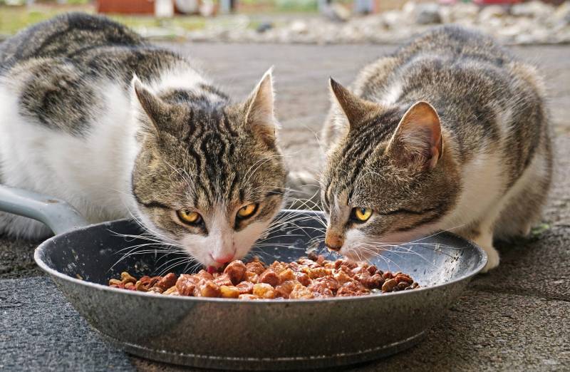 How Often Should A Cat Poop On Wet Food?