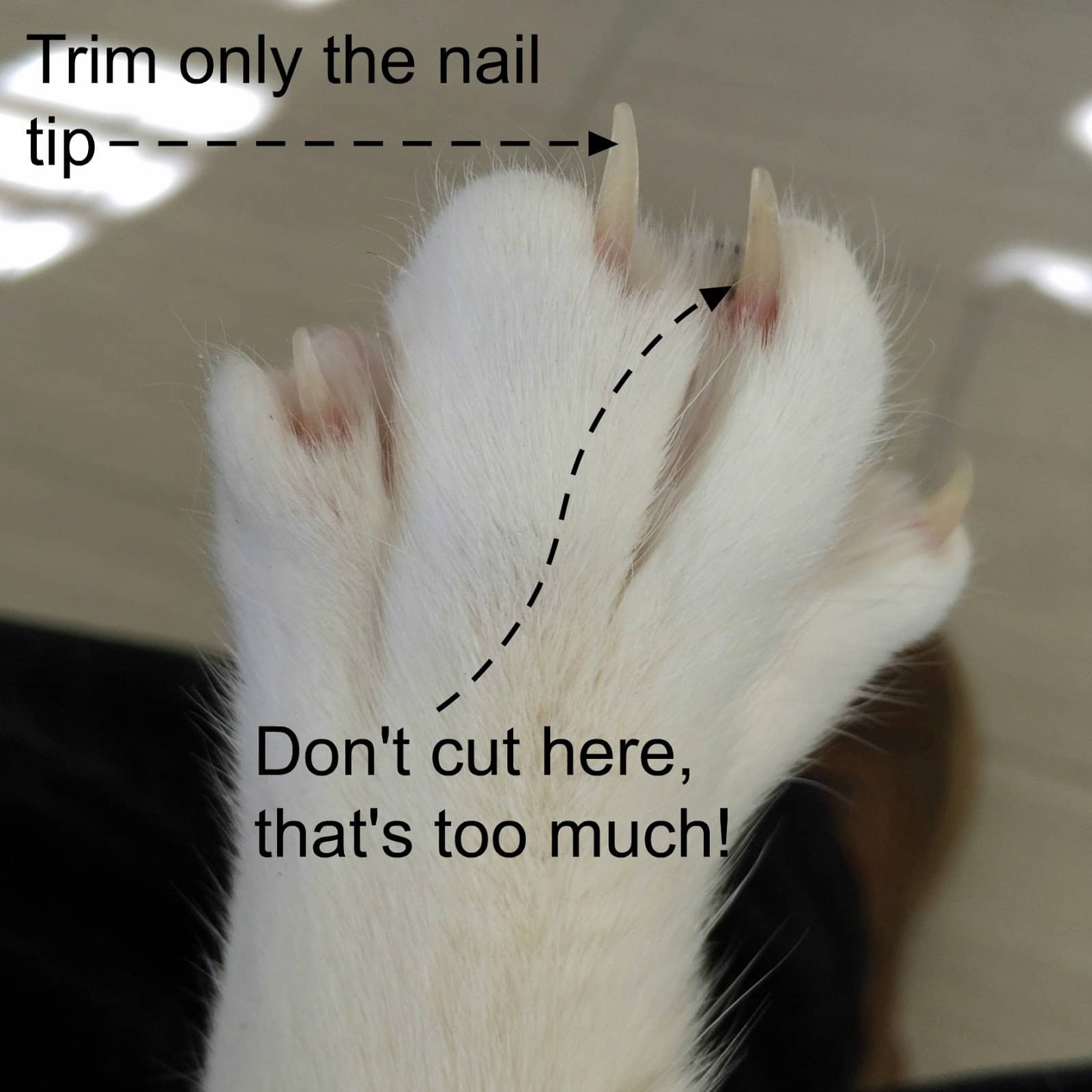 How To Clip You Cats Nails At Home