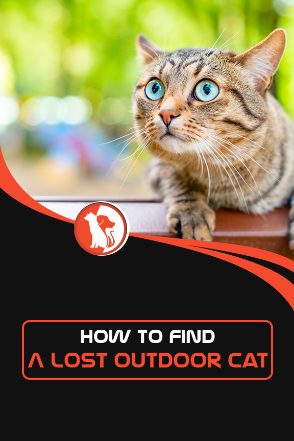 How to Find a Lost Outdoor Cat in 2020