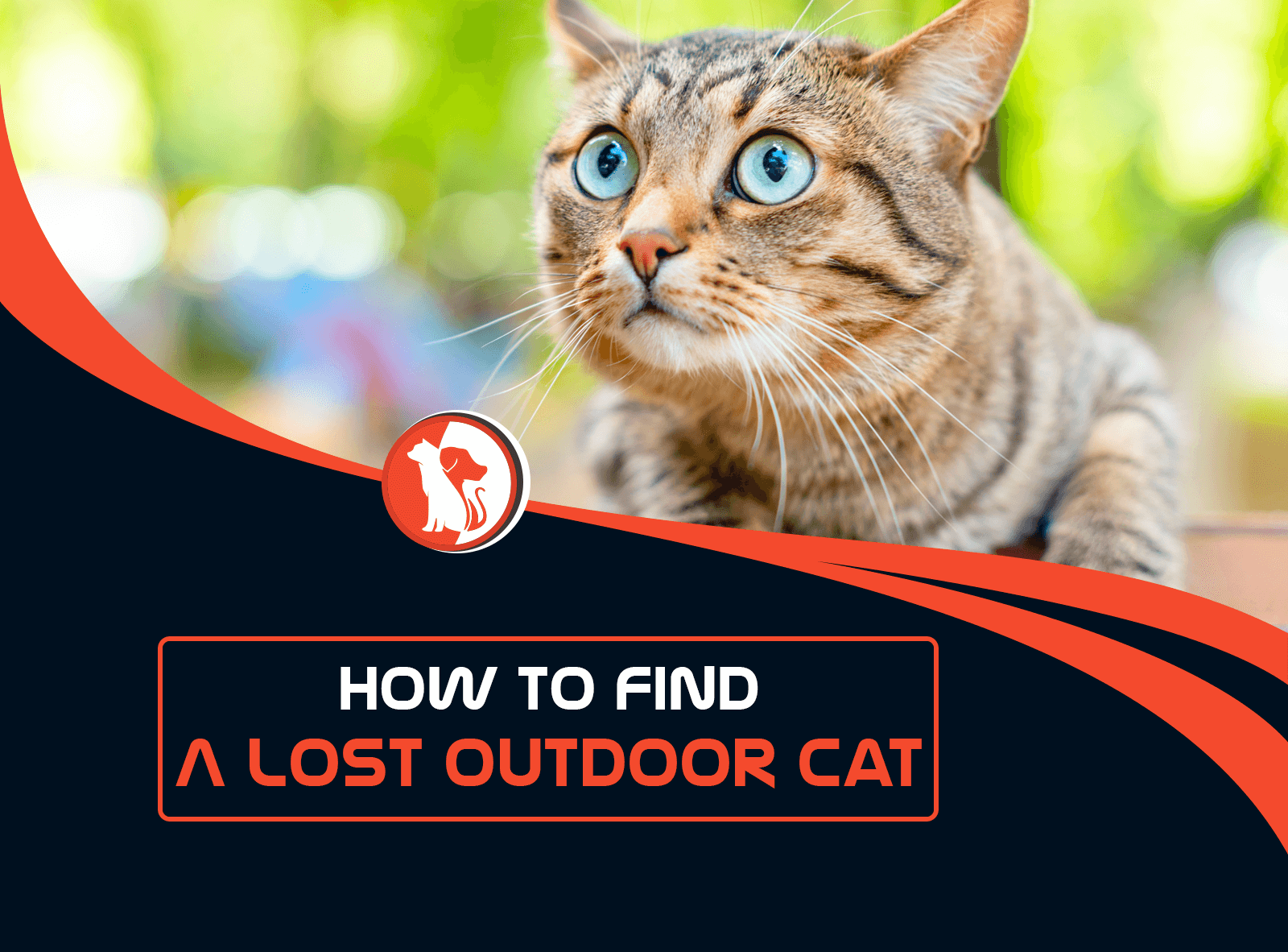How to Find a Lost Outdoor Cat