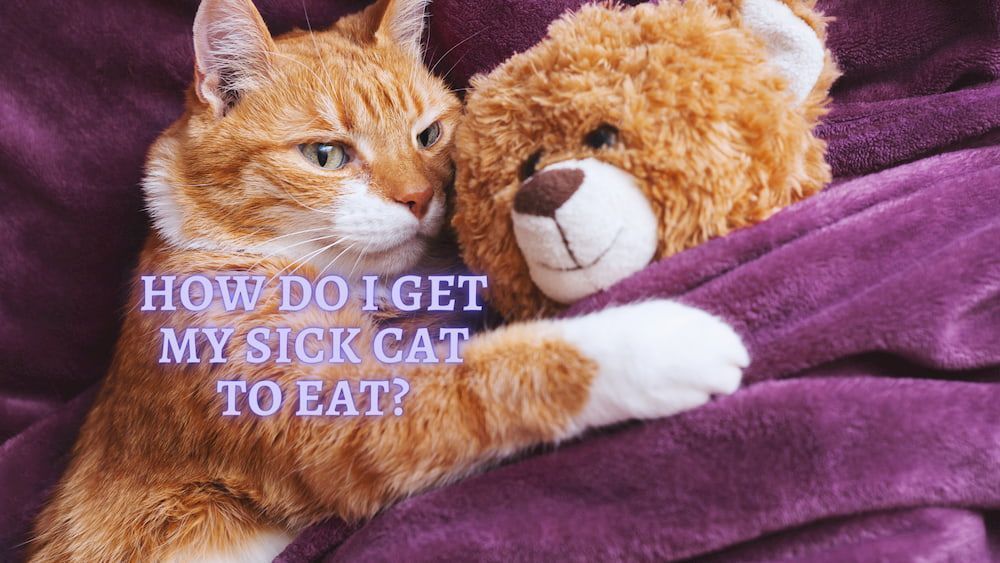 How to get a Sick Cat to eat