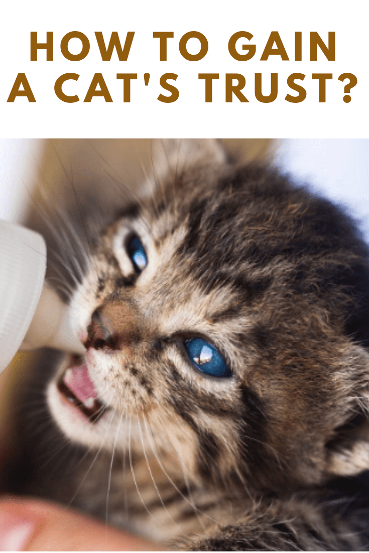 how to get an abused cat to trust you