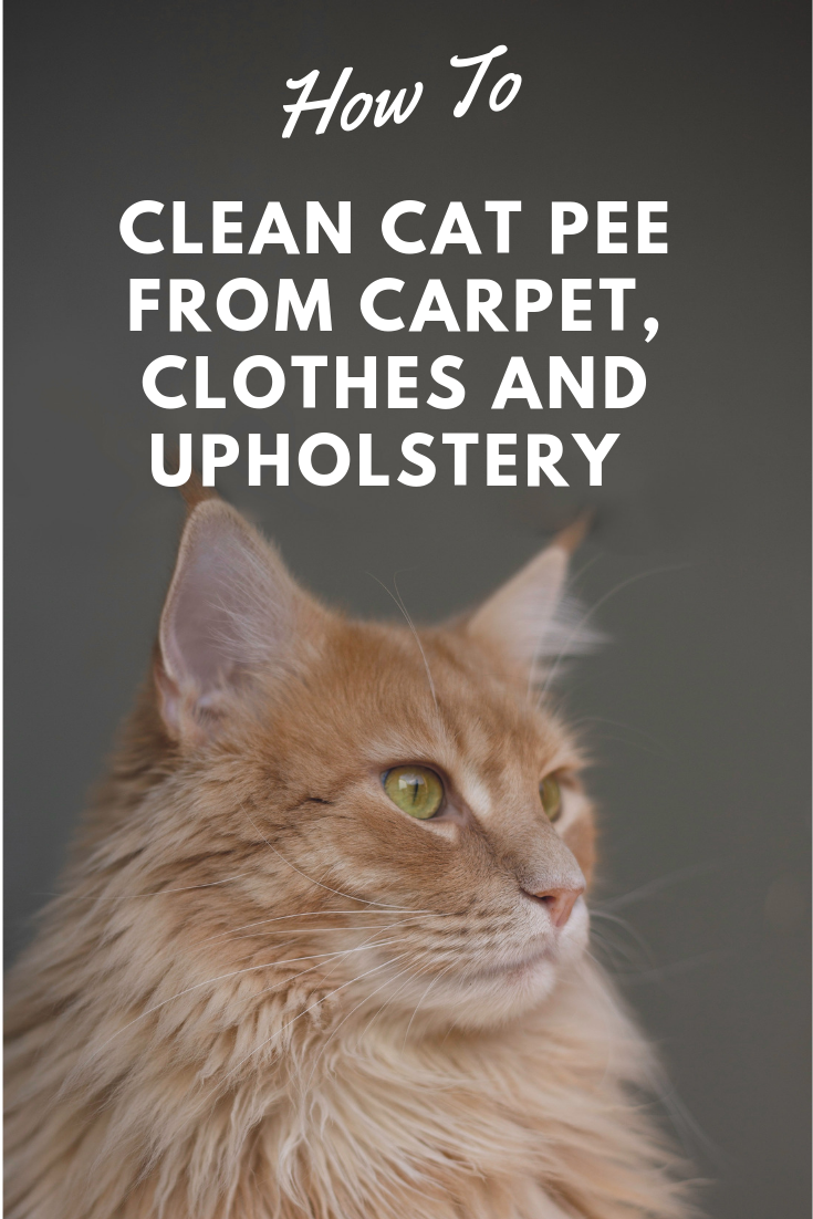How to Get Cat Pee Out of Clothes, Couches, Towels, Rugs ...