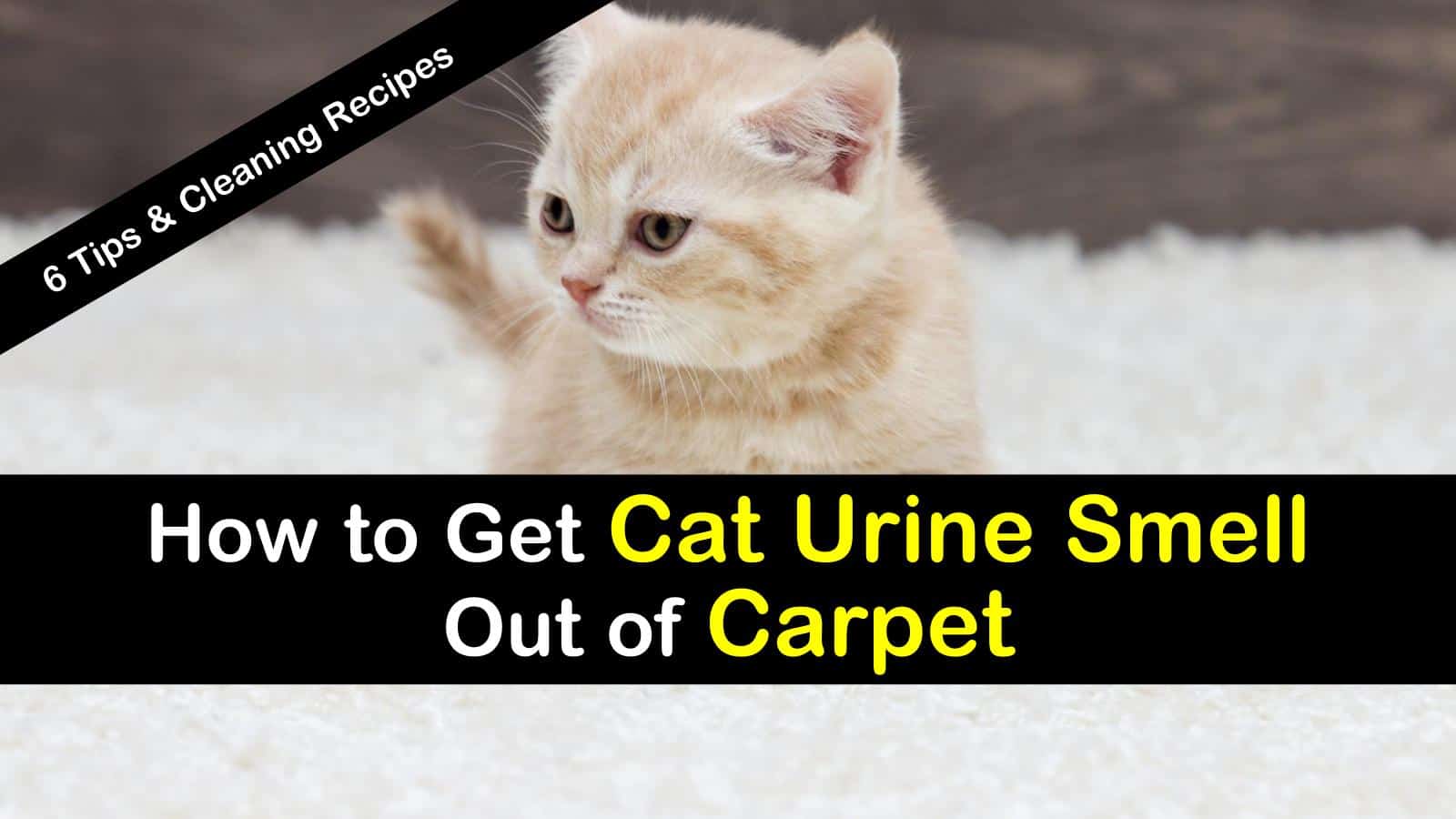 How to Get Cat Urine Smell Out of Carpet