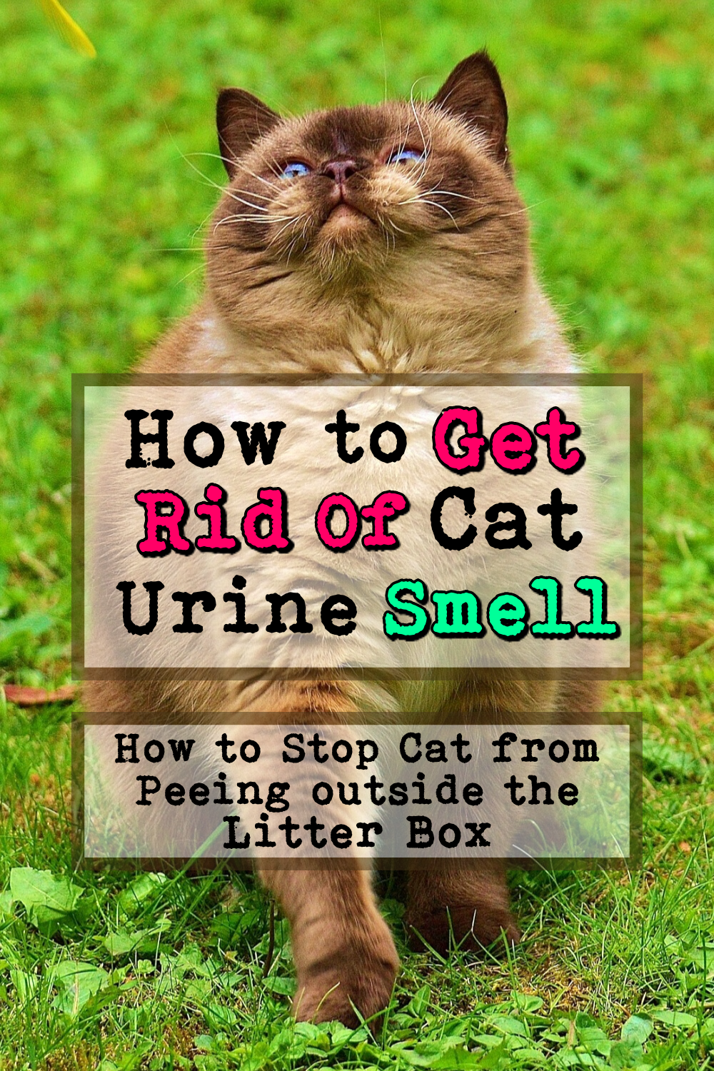 How To Get Rid Of Cat Urine Smell!