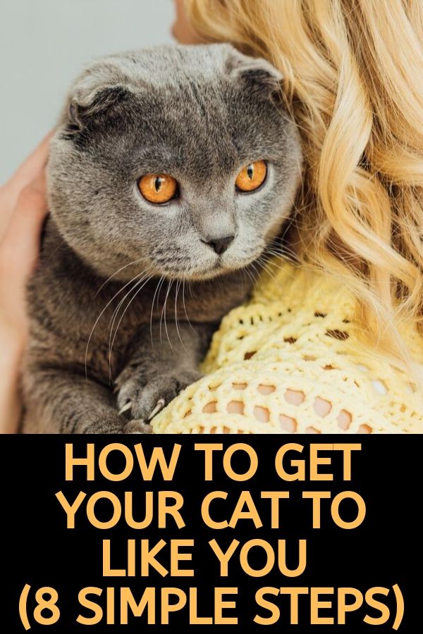 How to Get Your Cat to Like You