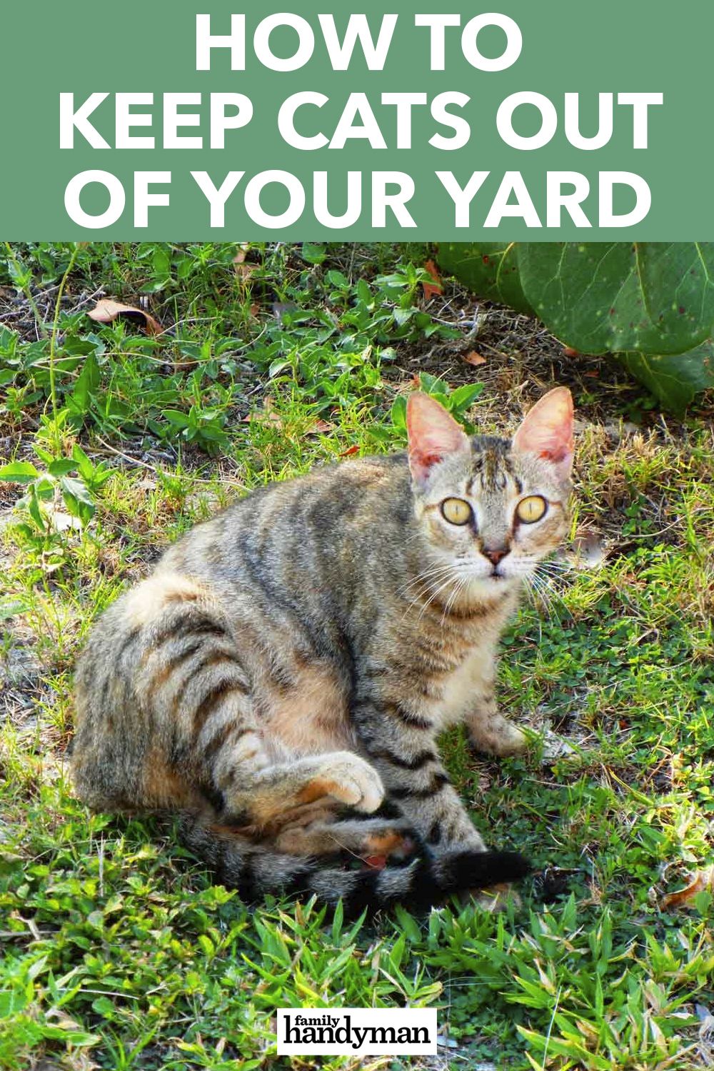 How to Keep Cats Out of Your Yard