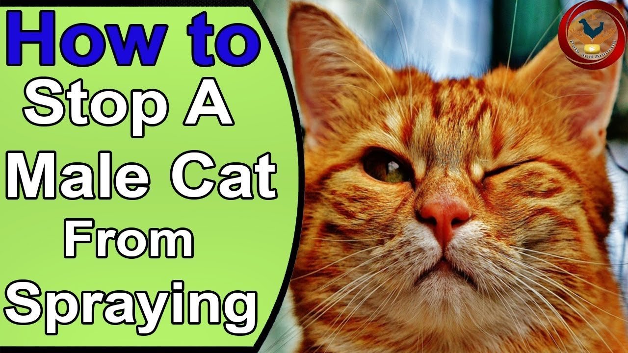 How To Keep Male Cats From Spraying Your House