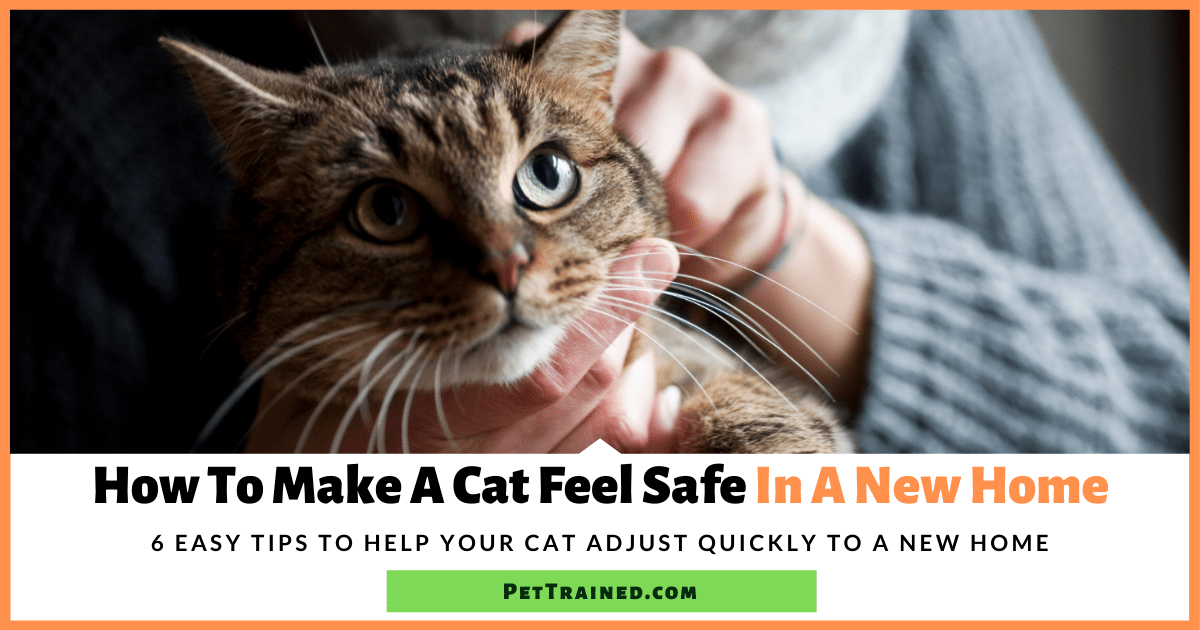 How To Make A Cat Feel Safe In A New Home