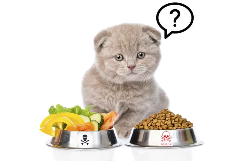 How To Pick A Healthy Food For Your Cat