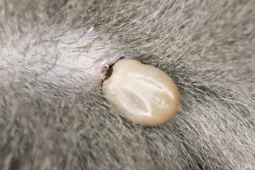 How To Remove A Tick From Your Cat