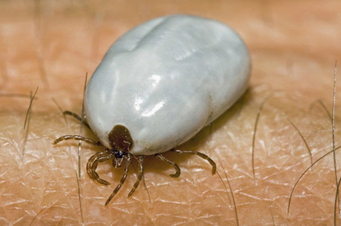 How To Remove A Tick From Your Cat