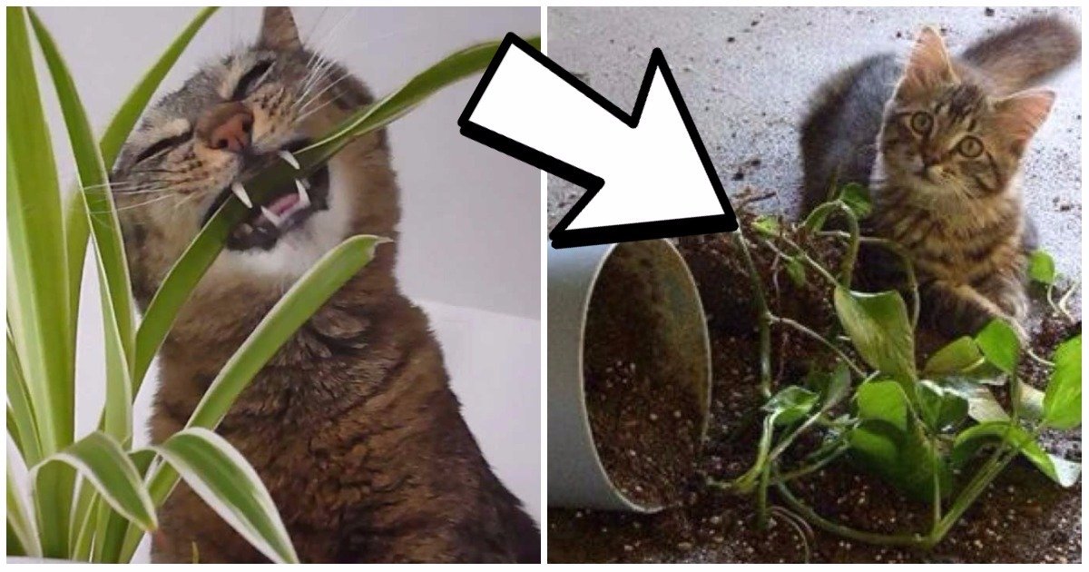 How To Stop Your Cat From Destroying All Your Plants