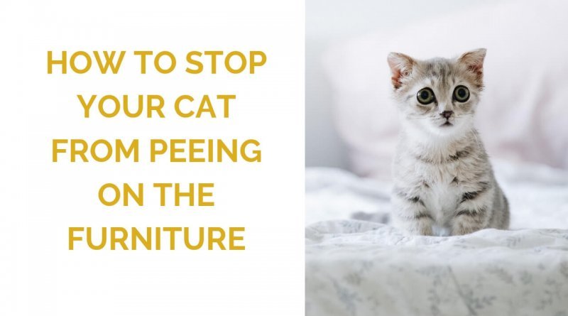 How To Stop Your Cat From Peeing On Things